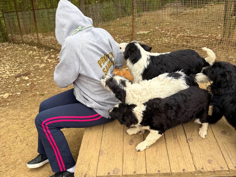 Verspielter KELVIN sucht liebevolles Zuhause