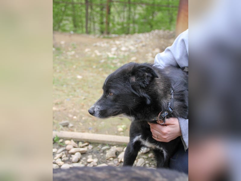 Charmanter LEWI ist ein lustiger und freundlicher Hundebub