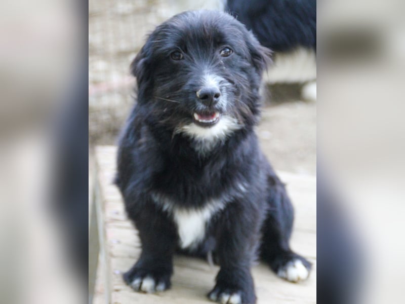 Herziger TESLA sucht Kuschelpartner fürs Leben
