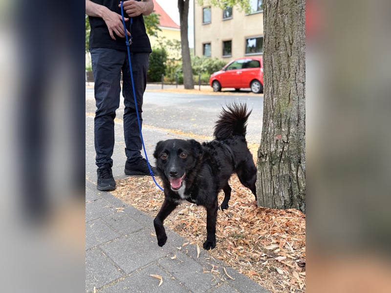 Freundlicher ELVIS möchte dich um seine hübschen Pfoten wickeln