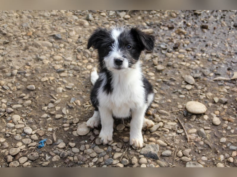 Neugieriger EDISON ist verspielt und liebt kuscheln