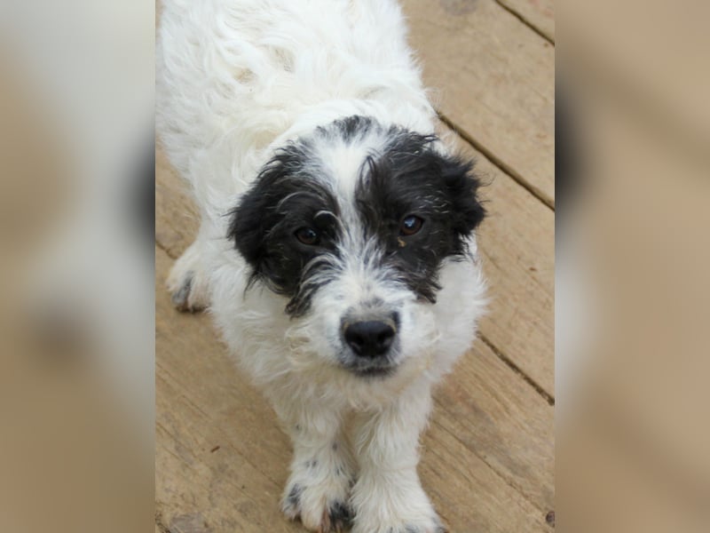 Verspielter KELVIN sucht liebevolles Zuhause