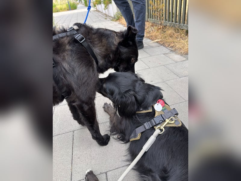 Freundlicher ELVIS möchte dich um seine hübschen Pfoten wickeln