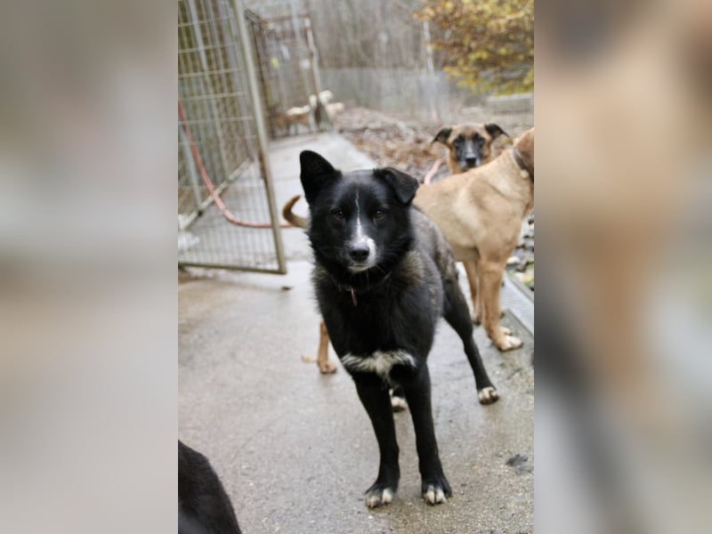 Freundlicher LEWI ist ein absoluter Gute-Laune-Hund