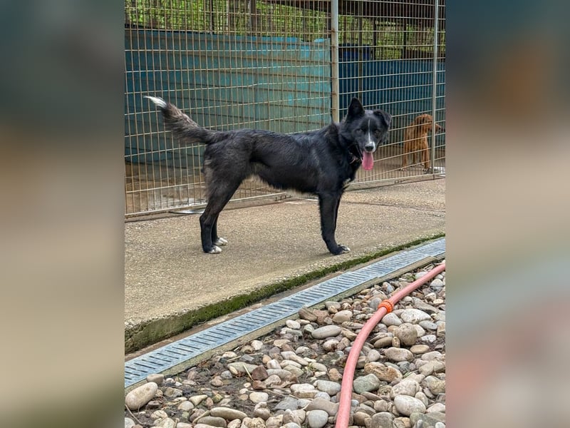 Freundlicher LEWI ist ein absoluter Gute-Laune-Hund