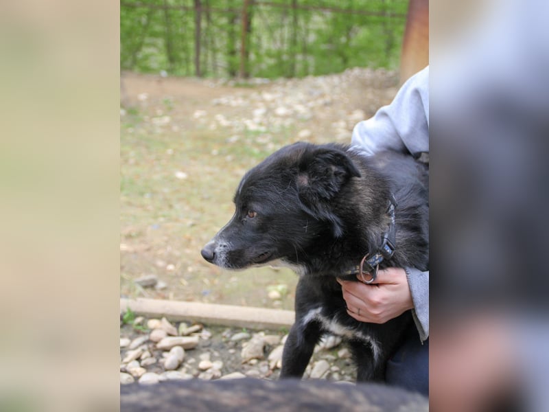 Zauberhafter LEWI - Herzenshund, Knutschkugel und Zuckerbub