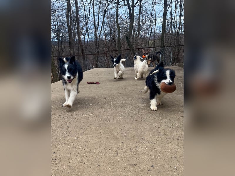Neugieriger EDISON ist verspielt und liebt kuscheln