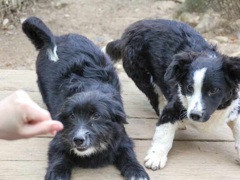 Verspielter TESLA - Traumbub mit dem Potential zum Herzenshund
