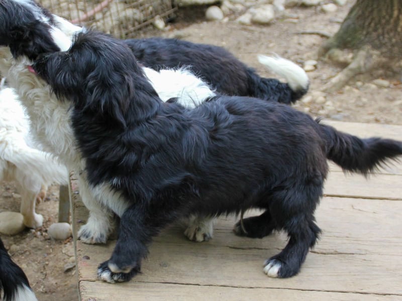 Verspielter TESLA - Traumbub mit dem Potential zum Herzenshund