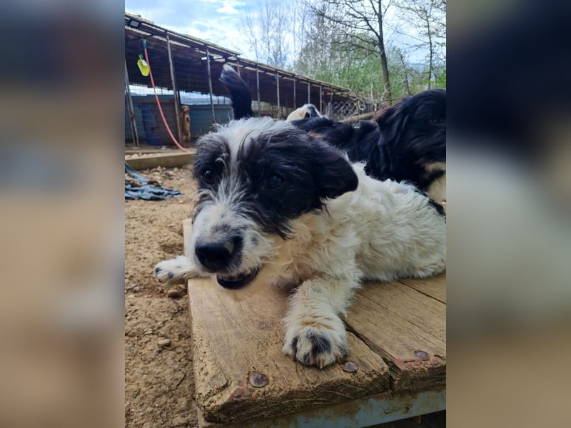 Verspielter KELVIN sucht liebevolles Zuhause
