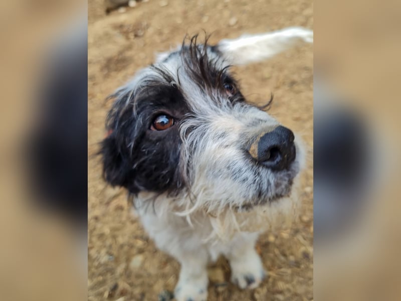 Herziger KELVIN sucht Kuschelpartner fürs Leben