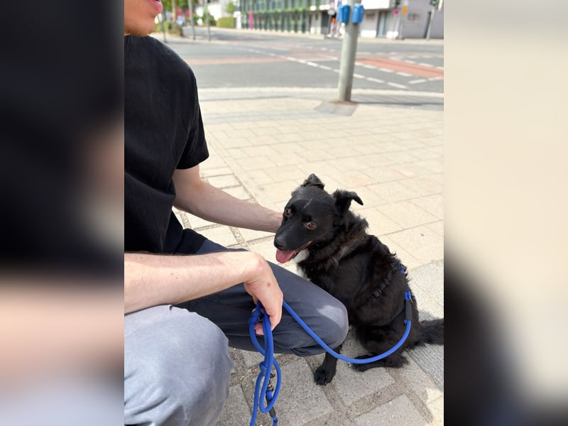 Freundlicher ELVIS möchte dich um seine hübschen Pfoten wickeln