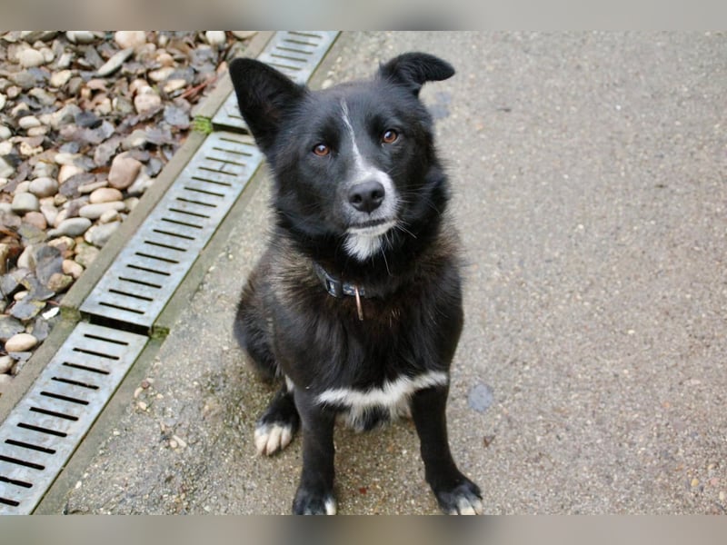 Freundlicher LEWI ist ein absoluter Gute-Laune-Hund