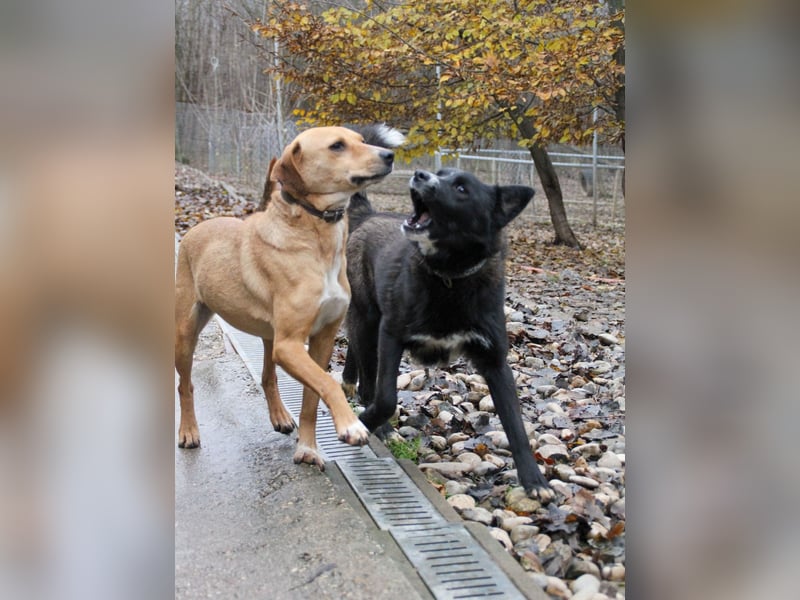 Zauberhafter LEWI - Herzenshund, Knutschkugel und Zuckerbub