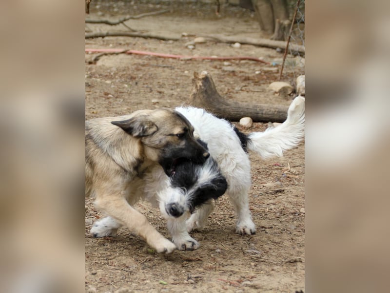 Herziger KELVIN sucht Kuschelpartner fürs Leben