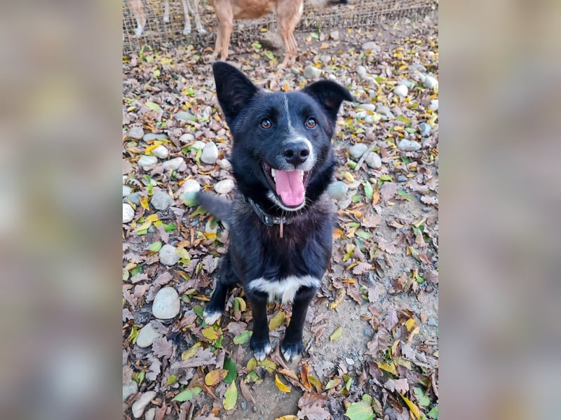 Zauberhafter LEWI - Herzenshund, Knutschkugel und Zuckerbub