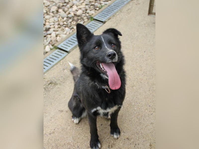 Freundlicher LEWI ist ein absoluter Gute-Laune-Hund