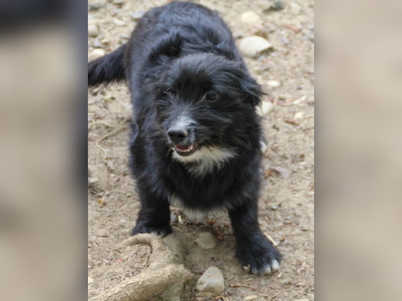 Verspielter TESLA - Traumbub mit dem Potential zum Herzenshund