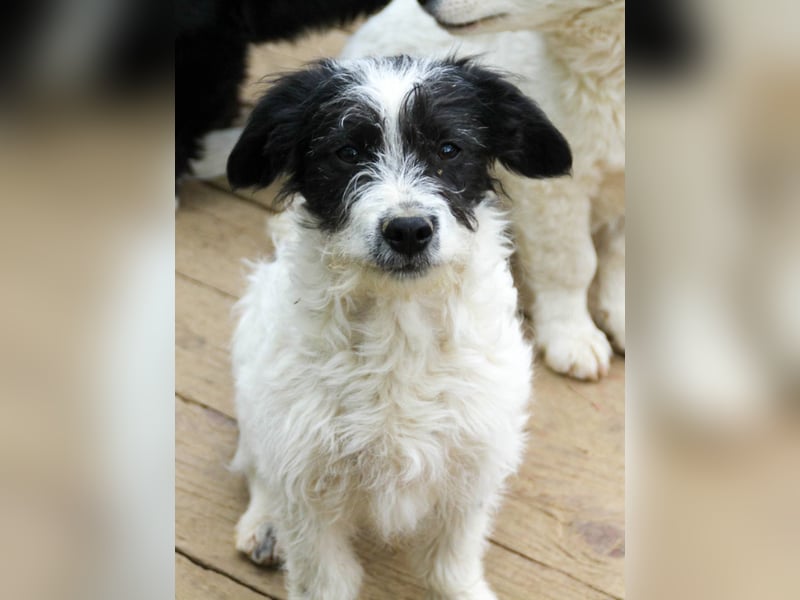 Herziger KELVIN sucht Kuschelpartner fürs Leben