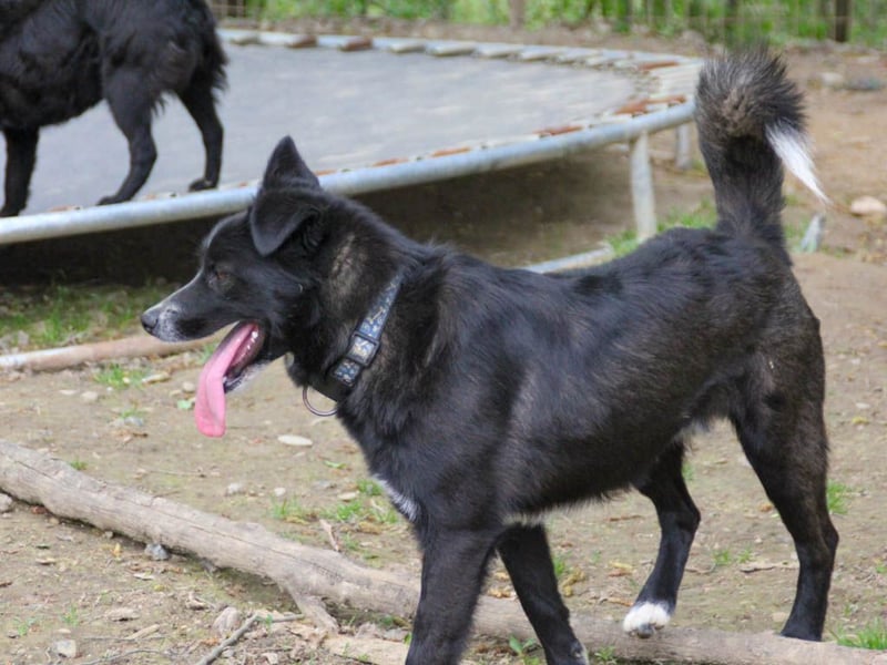 Freundlicher LEWI ist ein absoluter Gute-Laune-Hund