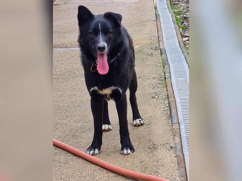 Freundlicher LEWI ist ein absoluter Gute-Laune-Hund