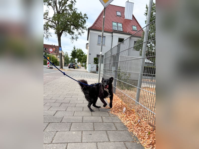 Freundlicher ELVIS möchte dich um seine hübschen Pfoten wickeln