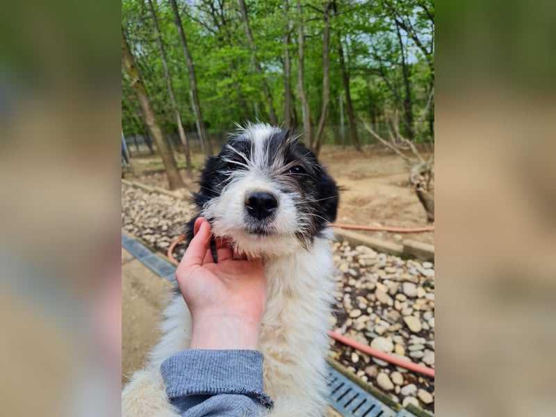 Charmanter KELVIN ist ein lustiger und freundlicher Hundebub