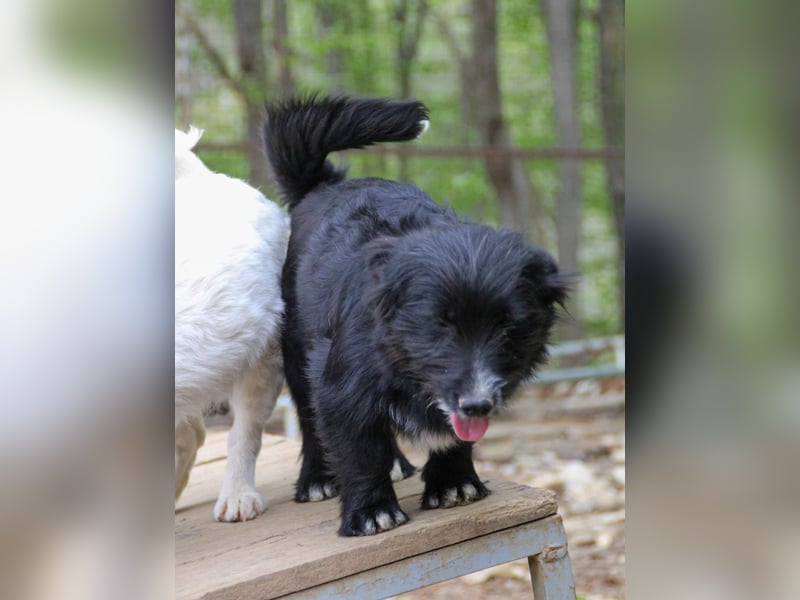 Verspielter TESLA - Traumbub mit dem Potential zum Herzenshund
