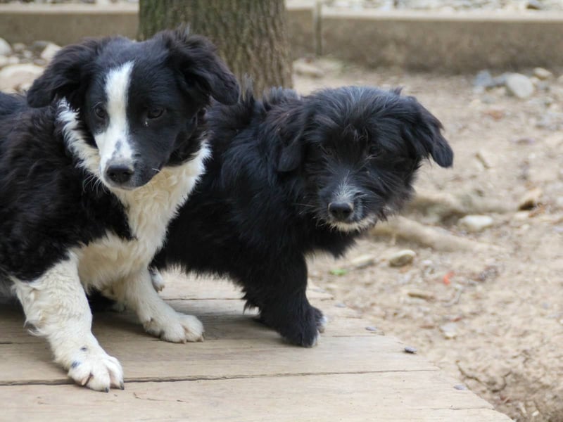 Verspielter TESLA - Traumbub mit dem Potential zum Herzenshund