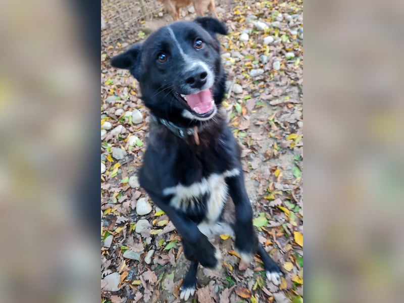 Freundlicher LEWI ist ein absoluter Gute-Laune-Hund