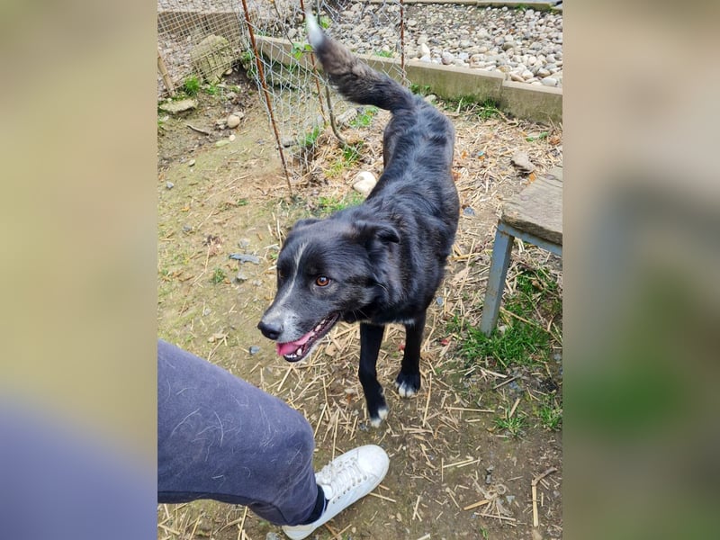 Freundlicher LEWI ist ein absoluter Gute-Laune-Hund