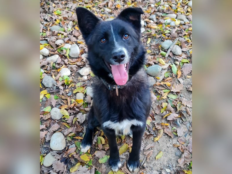 Freundlicher LEWI ist ein absoluter Gute-Laune-Hund
