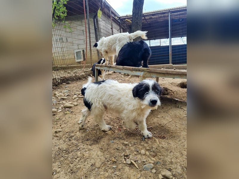 Herziger KELVIN sucht Kuschelpartner fürs Leben
