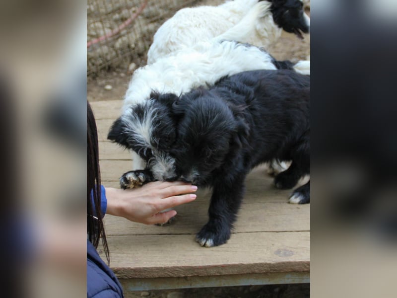 Verspielter TESLA - Traumbub mit dem Potential zum Herzenshund