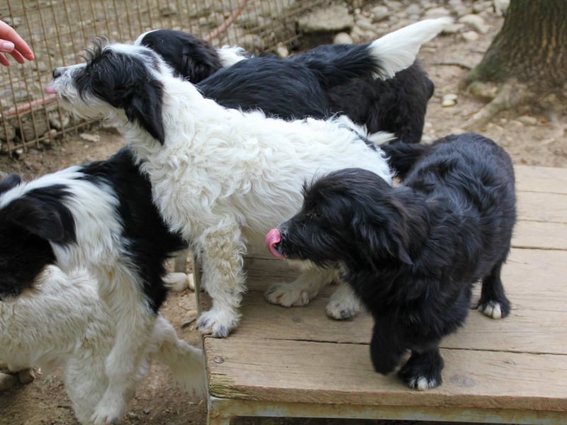Verspielter TESLA - Traumbub mit dem Potential zum Herzenshund