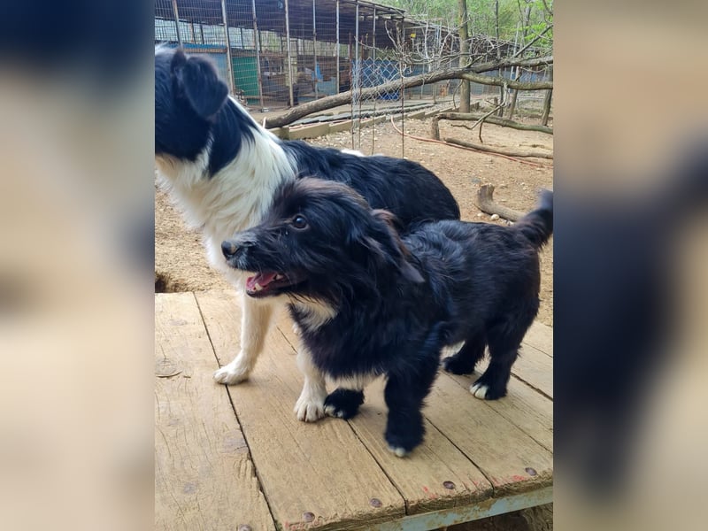 Verspielter TESLA - Traumbub mit dem Potential zum Herzenshund