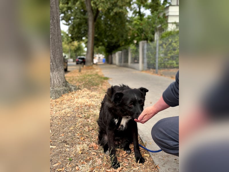 Freundlicher ELVIS möchte dich um seine hübschen Pfoten wickeln