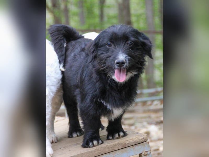 Verspielter TESLA - Traumbub mit dem Potential zum Herzenshund