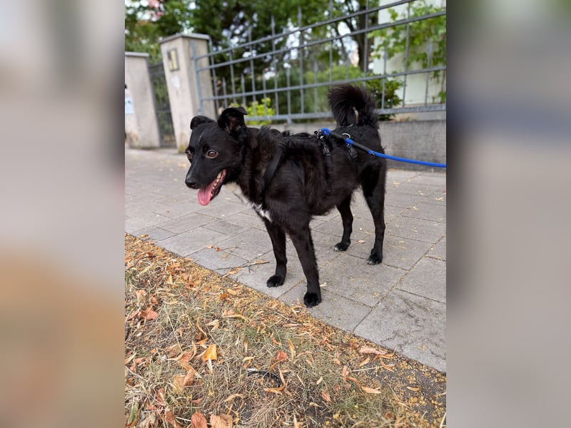 Freundlicher ELVIS möchte dich um seine hübschen Pfoten wickeln