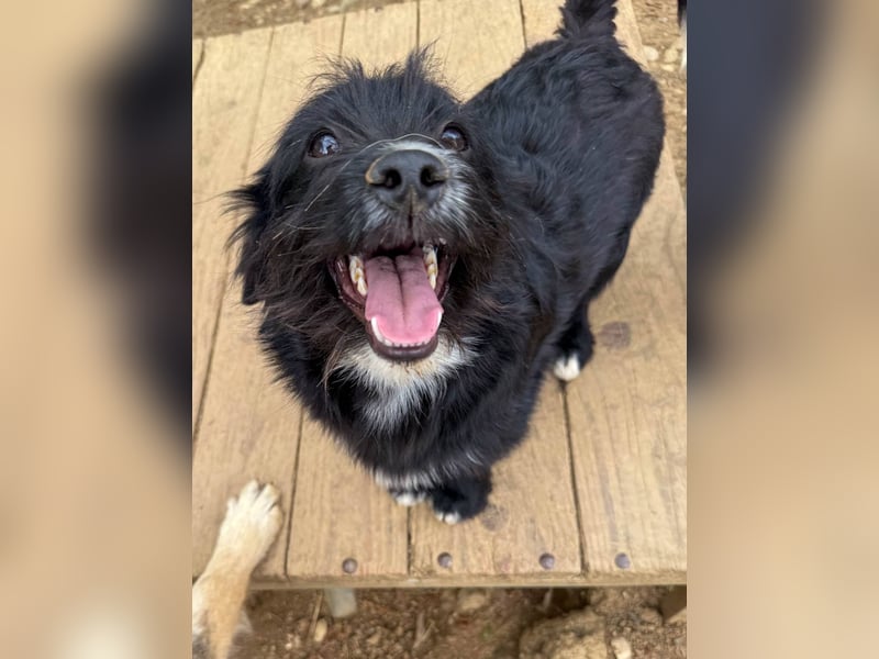 Verspielter TESLA - Traumbub mit dem Potential zum Herzenshund