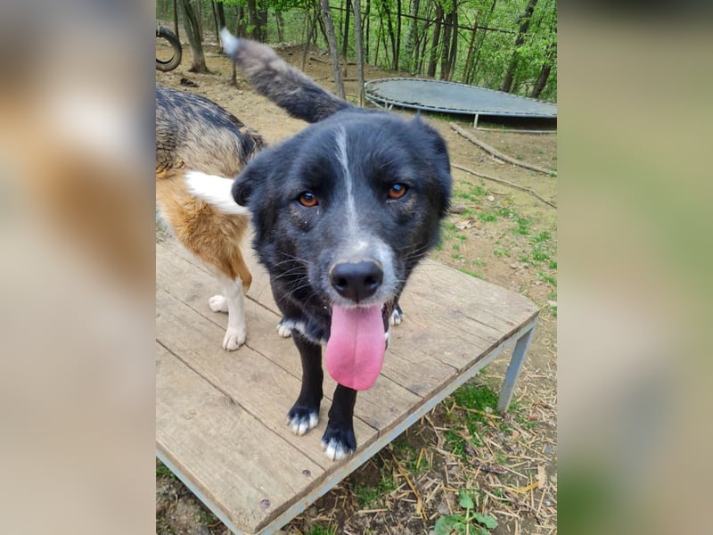 Freundlicher LEWI ist ein absoluter Gute-Laune-Hund