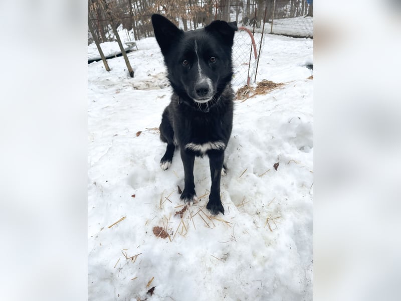 Freundlicher LEWI ist ein absoluter Gute-Laune-Hund