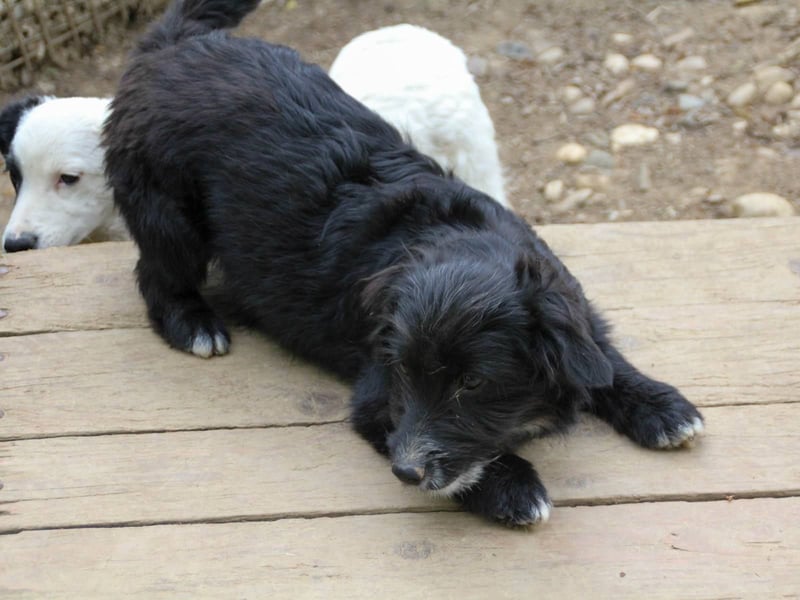 Verspielter TESLA - Traumbub mit dem Potential zum Herzenshund