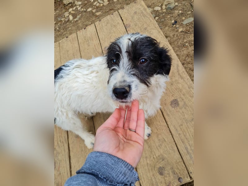 Herziger KELVIN sucht Kuschelpartner fürs Leben