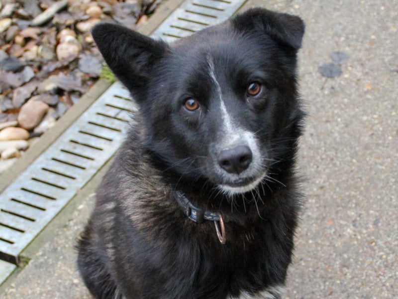 Freundlicher LEWI ist ein absoluter Gute-Laune-Hund