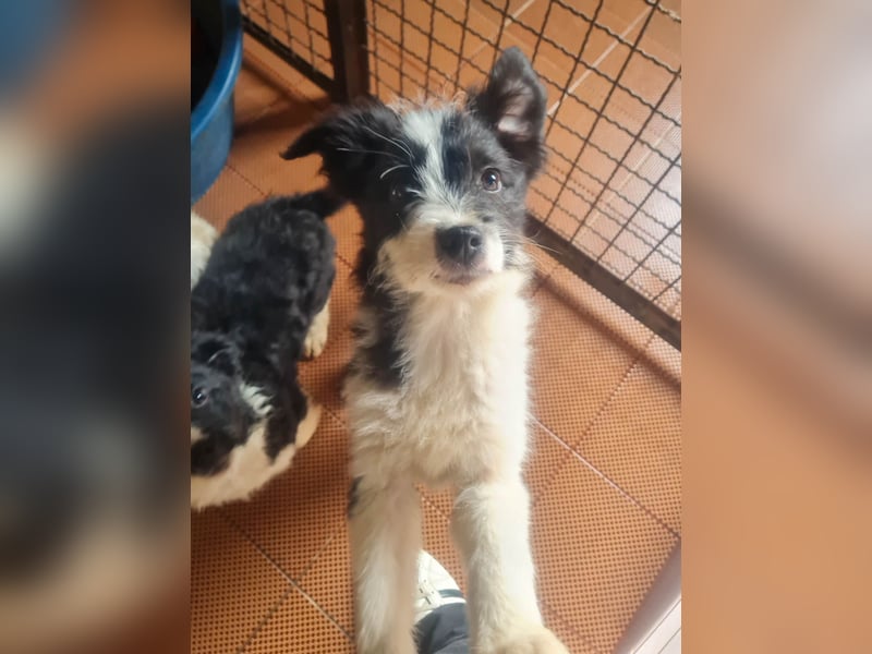 Neugieriger EDISON ist verspielt und liebt kuscheln
