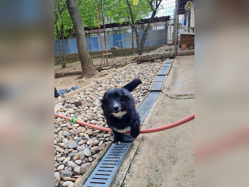 Verspielter TESLA - Traumbub mit dem Potential zum Herzenshund