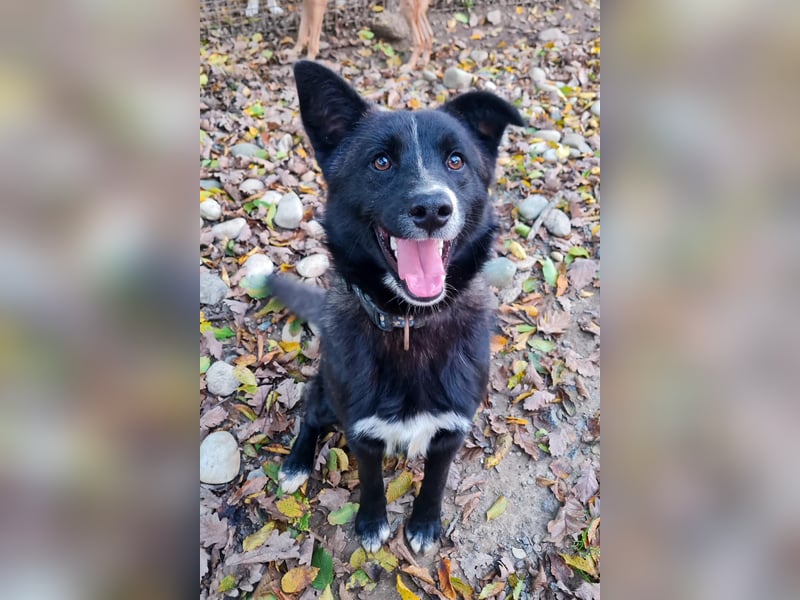 Freundlicher LEWI ist ein absoluter Gute-Laune-Hund