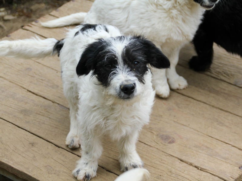 Charmanter KELVIN ist ein lustiger und freundlicher Hundebub