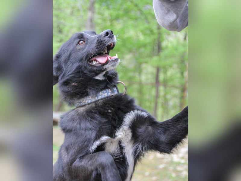 Freundlicher LEWI ist ein absoluter Gute-Laune-Hund